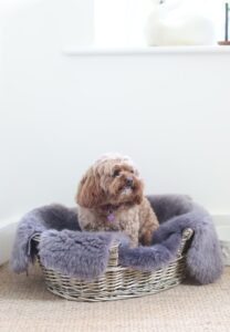 Sheepskin-Pet-Rug-Grey including dog