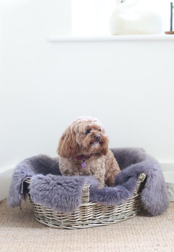 Sheepskin Pet Rug Grey Single Rug by Owen Barry Owen Barry