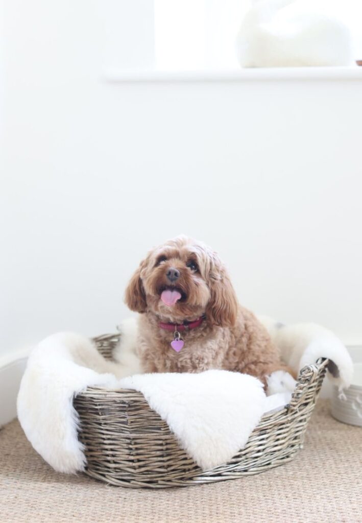 Sheepskin Pet Rug Natural Ivory Single Rug by Owen Barry Owen Barry