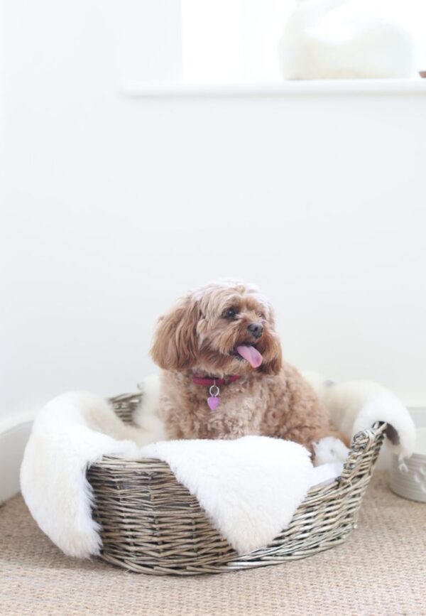 Sheepskin Pet Rug Natural Ivory Single Rug by Owen Barry Owen Barry