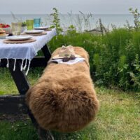 Sheepskin Double Rug Toffee Brown Luxe