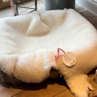 sheepskin rug pet rug xl (3) sheepskin rug pet rug xl Ivory