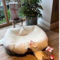 sheepskin rug pet rug xl (5) sheepskin rug pet rug xl Ivory